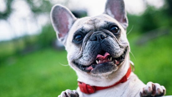 Pets express emotions in behaviours that you may find funny or weird.(Pexels) Pets express emotions in behaviours that you may find funny or weird.(Pexels)