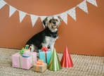 If it's your pet's birthday, spare no expense to make the fur buddies feel special on this day.(Pexels) If it's your pet's birthday, spare no expense to make the fur buddies feel special on this day.(Pexels)