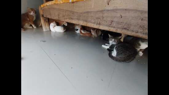 Earlier on Friday, the Society for the Prevention of Cruelty to Animals (SPCA), Pune district, also issued a notice to the pet owner, asking for the relocation of the 300 cats to an alternative site within 48 hours. (HT PHOTO) Earlier on Friday, the Society for the Prevention of Cruelty to Animals (SPCA), Pune district, also issued a notice to the pet owner, asking for the relocation of the 300 cats to an alternative site within 48 hours. (HT PHOTO)