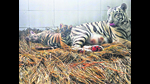 Zoo officials have announced that the cubs will be ready for public viewing by April. (HT Photo) Zoo officials have announced that the cubs will be ready for public viewing by April. (HT Photo)
