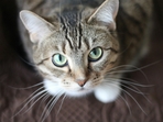 Cats are susceptible to bird flu transmission from humans.(Pexels) Cats are susceptible to bird flu transmission from humans.(Pexels)
