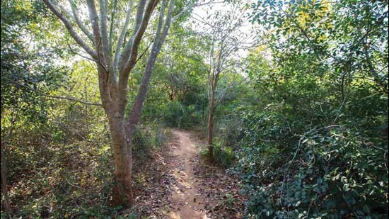 A view of a tropicl dry evergreen forest or TDEF, a forest ecosystem that remains lush all year, despite scanty rain. (Courtesy Auroville Botanical Gardens) A view of a tropicl dry evergreen forest or TDEF, a forest ecosystem that remains lush all year, despite scanty rain. (Courtesy Auroville Botanical Gardens)