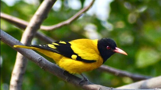 Black Hooded Oriole. (Courtesy: Surya Prakash) Black Hooded Oriole. (Courtesy: Surya Prakash)