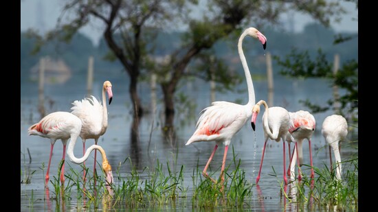 Greater flamingoes are year-round visitors to Delhi. (Adobe Stock) Greater flamingoes are year-round visitors to Delhi. (Adobe Stock)
