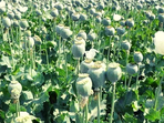 Jharkhand has destroyed almost 19,000 acres of illegal poppy growing, and in the last two months, 190 persons connected to this agricultural activity have been detained, an official said on Saturday.(PTI) Jharkhand has destroyed almost 19,000 acres of illegal poppy growing, and in the last two months, 190 persons connected to this agricultural activity have been detained, an official said on Saturday.(PTI)