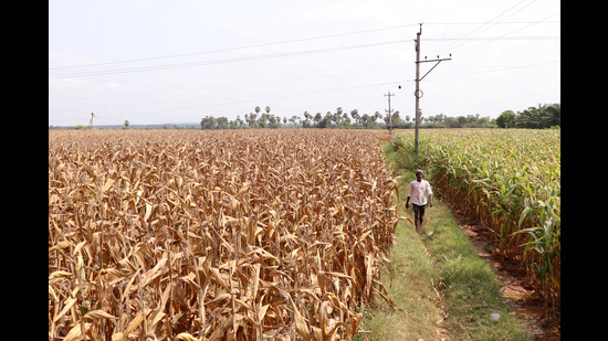 FILE PHOTO: A farmer walks in a corn field in Krishna district in the southern state of Andhra Pradesh, India, April 1, 2024. REUTERS/Almaas Masood/File Photo (REUTERS) FILE PHOTO: A farmer walks in a corn field in Krishna district in the southern state of Andhra Pradesh, India, April 1, 2024. REUTERS/Almaas Masood/File Photo (REUTERS)