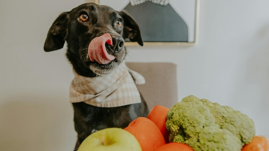 "A balanced diet enriched with superfoods can work wonders in boosting their immunity, enhancing their coat health, and supporting gut function," said J.S. Ramakrishna.(Pexels) "A balanced diet enriched with superfoods can work wonders in boosting their immunity, enhancing their coat health, and supporting gut function," said J.S. Ramakrishna.(Pexels)
