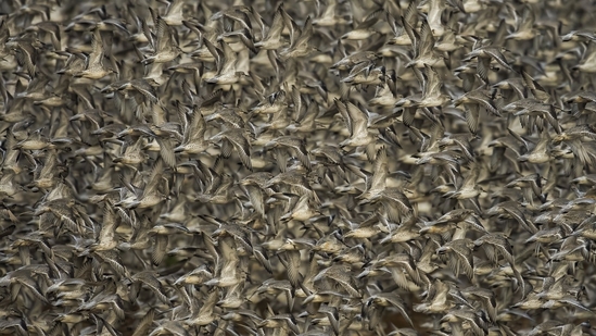 Red knots and other coastal waders captured in flight by a high incoming spring tide.(Clive Burns)