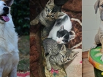 These lovable furballs in Delhi-NCR are looking for their forever family. Could you be the one to give them a loving home? These lovable furballs in Delhi-NCR are looking for their forever family. Could you be the one to give them a loving home?