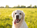 Pets need additional care as they adjust to season changes.(Shutterstock) Pets need additional care as they adjust to season changes.(Shutterstock)
