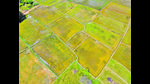 Simply reducing how much rice we eat could save billions of litres of water per day. (Shutterstock) Simply reducing how much rice we eat could save billions of litres of water per day. (Shutterstock)