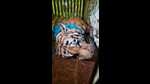 The tiger lying tranquilised in Rehmankheda on Wednesday (Sourced) The tiger lying tranquilised in Rehmankheda on Wednesday (Sourced)