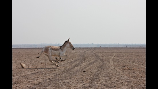 A wild ass in Kutch. (Shutterstock) A wild ass in Kutch. (Shutterstock)