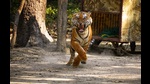 The tiger being released into the Dudhwa Tiger Reserve (Courtesy DTR) The tiger being released into the Dudhwa Tiger Reserve (Courtesy DTR)
