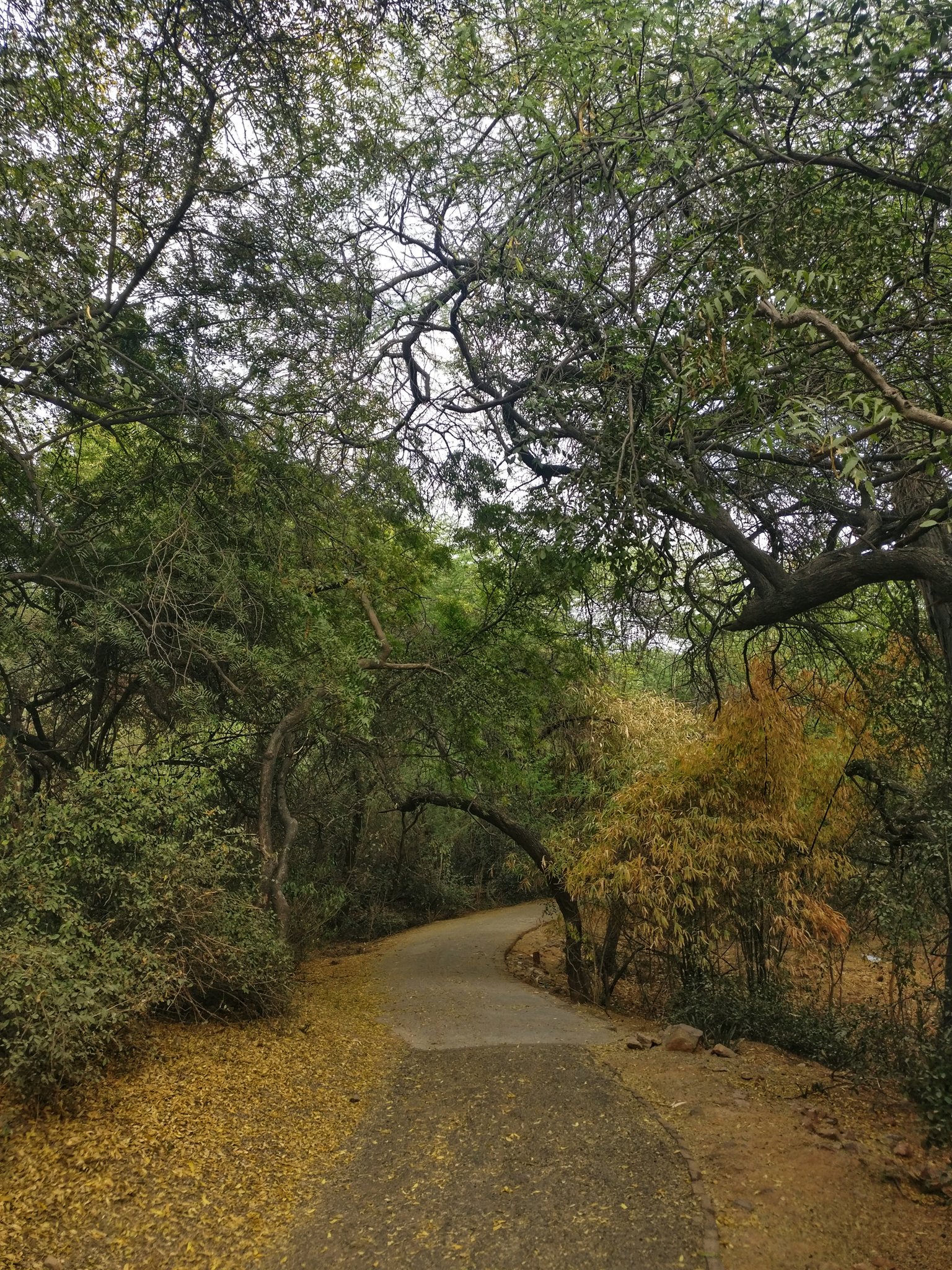 Go forest bathing at Jahanpanah City Forest this season Go forest bathing at Jahanpanah City Forest this season