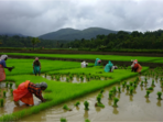 Workers plant paddy in the fields (Courtesy Rajesh Krishnan) Workers plant paddy in the fields (Courtesy Rajesh Krishnan)