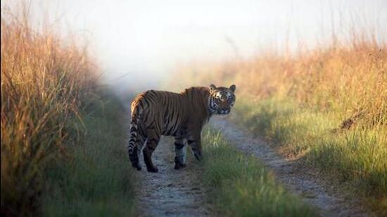 Habitat addition has not kept pace with rising tiger numbers (and other big cat populations), evident in the frequency of reports of human-tiger conflict in recent years (AP) Habitat addition has not kept pace with rising tiger numbers (and other big cat populations), evident in the frequency of reports of human-tiger conflict in recent years (AP)