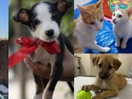 Some lovable furballs in Delhi-NCR are loving for forever homes. Could you open your hearts to them? Some lovable furballs in Delhi-NCR are loving for forever homes. Could you open your hearts to them?