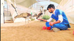 Eight Great Indian Bustard (GIB) chicks that are being raised at a special enclosure in Ramdevra near Jaisalmer. (HT photo) Eight Great Indian Bustard (GIB) chicks that are being raised at a special enclosure in Ramdevra near Jaisalmer. (HT photo)