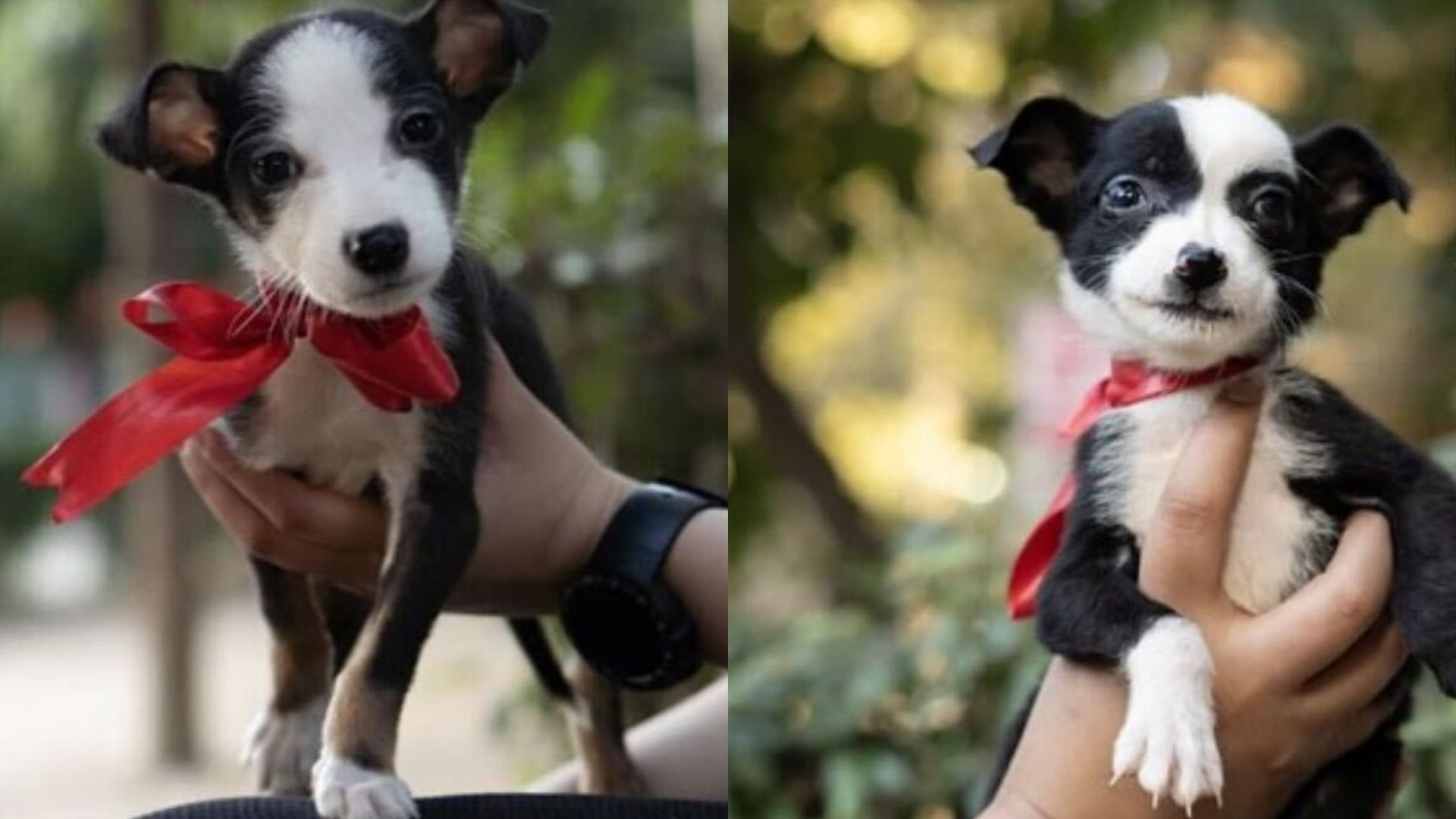 Ellie and Ollie are two one-month-old puppies. Ellie and Ollie are two one-month-old puppies.
