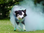 Holi celebrations pose risks to animals due to loud noises and toxic colours.(Pixabay) Holi celebrations pose risks to animals due to loud noises and toxic colours.(Pixabay)