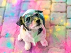 Keep synthetic colours away from your dog.(Shutterstock) Keep synthetic colours away from your dog.(Shutterstock)