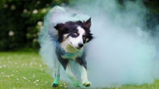 Holi celebrations pose risks to animals due to loud noises and toxic colours.(Pixabay) Holi celebrations pose risks to animals due to loud noises and toxic colours.(Pixabay)