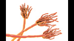 Spores of a penicillin fungus. (Adobe Stock) Spores of a penicillin fungus. (Adobe Stock)