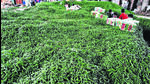 Workers work on Green Chilli packging at APMC Market, Vashi, Navi Mumbai. pic: Bachchan Kumar Workers work on Green Chilli packging at APMC Market, Vashi, Navi Mumbai. pic: Bachchan Kumar