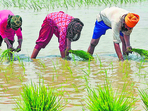 Agriculture (AFP) Agriculture (AFP)