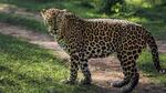 The Madhya Pradesh forest department said by shifting leopards they wanted to improve the prey base for cheetahs. (Representational image) The Madhya Pradesh forest department said by shifting leopards they wanted to improve the prey base for cheetahs. (Representational image)