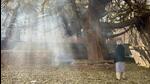 The pilkhan tree shedding its leaves in the courtyard beside Ghalib’s grave. The pilkhan tree shedding its leaves in the courtyard beside Ghalib’s grave.