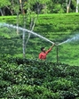 FILE PHOTO: A worker operates the sprinkler at a tea garden on the outskirts of Agartala. (File Photo/ANI) FILE PHOTO: A worker operates the sprinkler at a tea garden on the outskirts of Agartala. (File Photo/ANI)