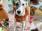 Meet these animals in Delhi-NCR, who are searching for forever homes this week. Meet these animals in Delhi-NCR, who are searching for forever homes this week.