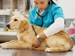 Before heading to the vet, make sure you provide the immediate care. (Shutterstock) Before heading to the vet, make sure you provide the immediate care. (Shutterstock)