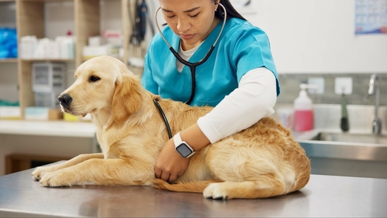 Before heading to the vet, make sure you provide the immediate care. (Shutterstock) Before heading to the vet, make sure you provide the immediate care. (Shutterstock)