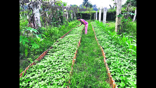 White amaranthus at Kumar’s farm. White amaranthus at Kumar’s farm.