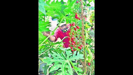 Kumar also grows plants such as tomatoes and spinach, because wild greens sprout alongside them. Kumar also grows plants such as tomatoes and spinach, because wild greens sprout alongside them.