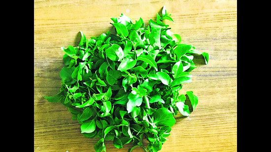 Cape date leaves grown by Kumar. Cape date leaves grown by Kumar.