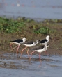 Whether the lethargy of the states on notifying wetlands is a symptom of a larger malaise of reluctance or mere administrative inertia needs to be ascertained (Arabinda Mahapatra) Whether the lethargy of the states on notifying wetlands is a symptom of a larger malaise of reluctance or mere administrative inertia needs to be ascertained (Arabinda Mahapatra)