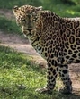 The Madhya Pradesh forest department earlier said they wanted to improve the prey base for cheetahs by shifting leopards . (FILE/REPRESENTATIVE IMAGE) The Madhya Pradesh forest department earlier said they wanted to improve the prey base for cheetahs by shifting leopards . (FILE/REPRESENTATIVE IMAGE)