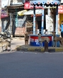 Stray dogs in Prayagraj (HT FILE) Stray dogs in Prayagraj (HT FILE)