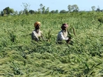 Farmer (HT Photo) Farmer (HT Photo)