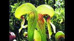 The carnivorous California pitcher. Read on to see how it traps its prey. (Wikimedia Commons) The carnivorous California pitcher. Read on to see how it traps its prey. (Wikimedia Commons)