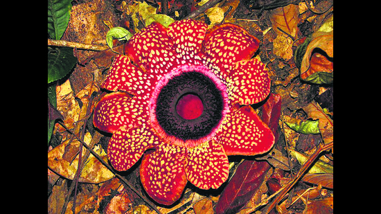(Wikimedia Commons) (Wikimedia Commons)
