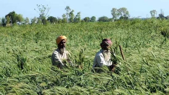 Farmer (HT Photo) Farmer (HT Photo)
