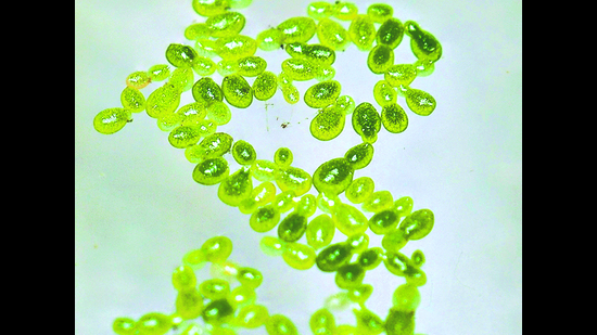 Watermeal already fuels an array of Thai dishes. With a texture akin to caviar, it is used as a garnish on steamed eggs, clear soups and salads. (Mahidol University) Watermeal already fuels an array of Thai dishes. With a texture akin to caviar, it is used as a garnish on steamed eggs, clear soups and salads. (Mahidol University)