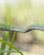 The rare long-snouted vine snake. (SOURCED IMAGE) The rare long-snouted vine snake. (SOURCED IMAGE)