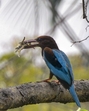 A common kingfisher bird sits on a tree branch in New Delhi. (PTI) A common kingfisher bird sits on a tree branch in New Delhi. (PTI)