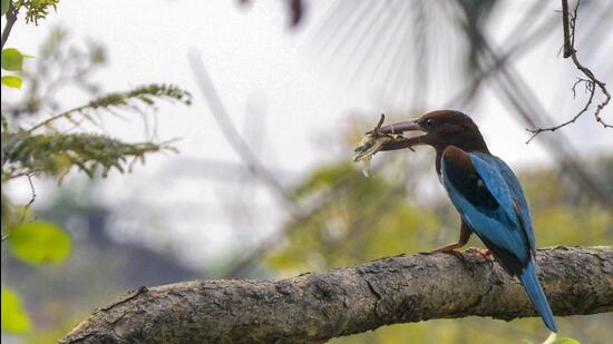A common kingfisher bird sits on a tree branch in New Delhi. (PTI) A common kingfisher bird sits on a tree branch in New Delhi. (PTI)